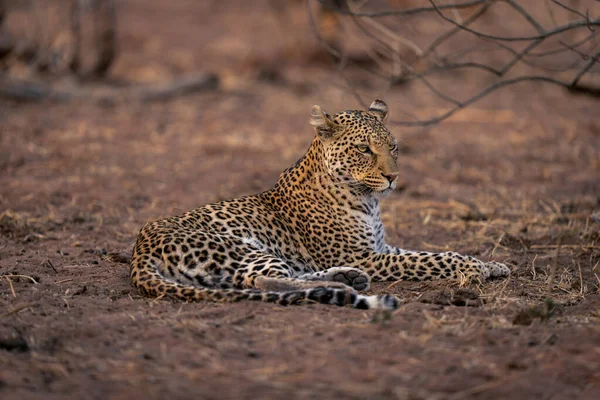 Leopard Liegt Auf Sandigem Boden Und Schaut Nach Rechts — Stockfoto