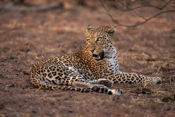 Leopard Liegt Auf Sandigem Boden Und Öffnet Maul — Stockfoto
