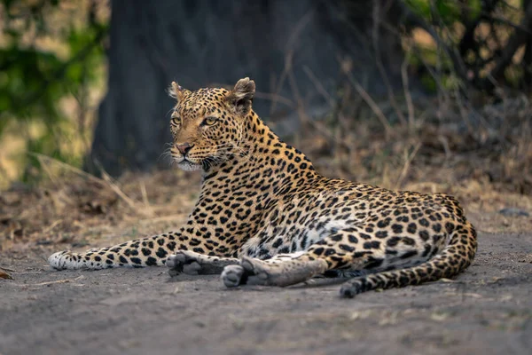 Leopardo Jaz Solo Arenoso Perto Árvore — Fotografia de Stock