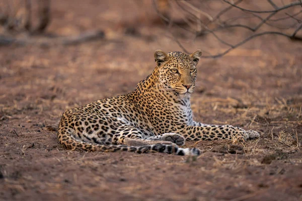 Leopardo Jaz Solo Arenoso Olhando Para Frente — Fotografia de Stock