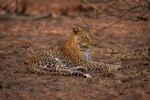 Leopard Liegt Auf Sandigem Boden Und Starrt Nach Rechts — Stockfoto