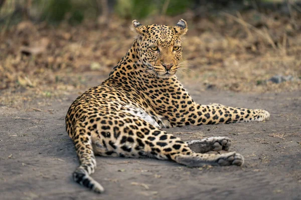 Leopard Lies Sandy Ground Turning Head — Stock Photo, Image