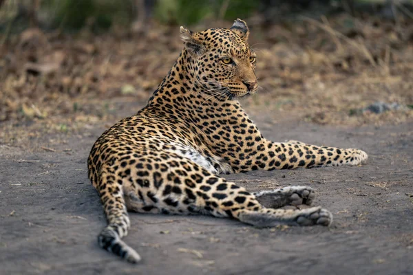 Leopard Lies Sandy Ground Twisting Head — Stock Photo, Image