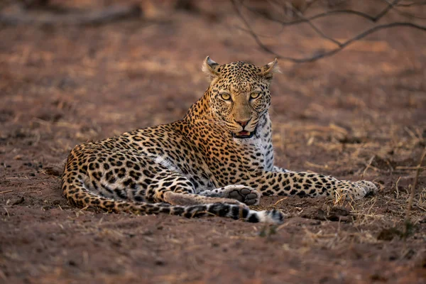 Leopardo Encontra Chão Arenoso Assistindo Câmera — Fotografia de Stock