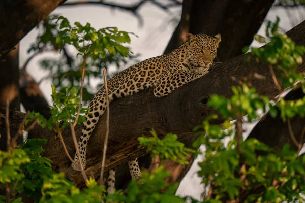 Leopard Ligger Tjock Gren Tittar Ner — Stockfoto