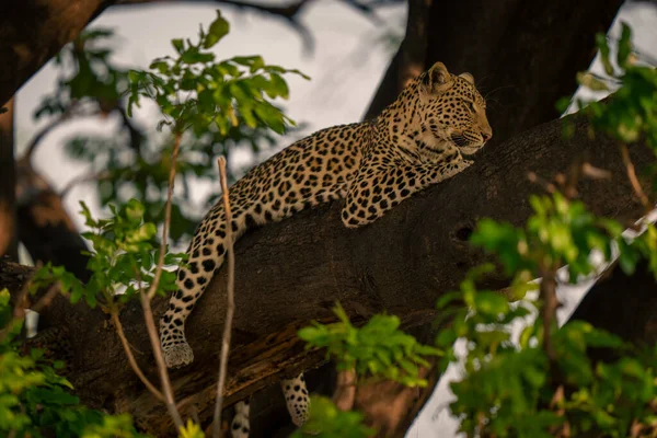 Leopard Ligger Tjock Gren Bland Bladen — Stockfoto