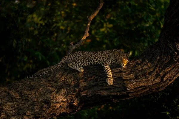 Leopard Ligger Träd Gren Stirrar Ner — Stockfoto
