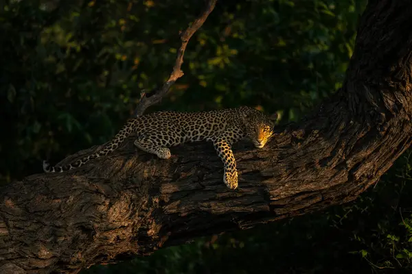 Leopard Βρίσκεται Παχύ Κορμό Βλέποντας Κάμερα — Φωτογραφία Αρχείου