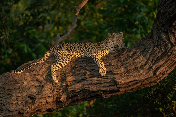 Leopard Makaa Puunrungossa Katsoo Eteenpäin — kuvapankkivalokuva