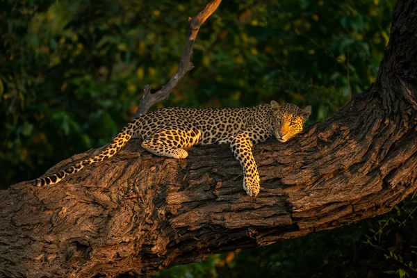 Leopard Ligger Trädstam Solsken — Stockfoto
