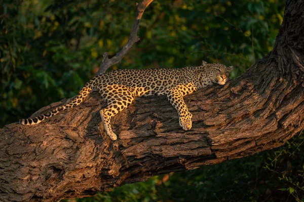 Leopardo Giace Testa Poggiata Sul Tronco Albero — Foto Stock