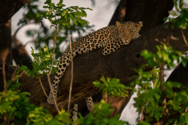 Leopard Ligger Sömnigt Gren Tittar Kamera — Stockfoto
