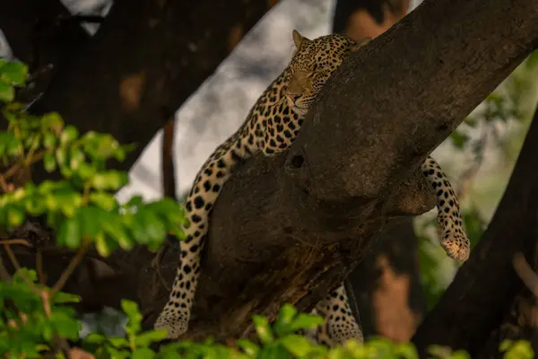 Leopard Nukkuu Puun Oksalla — kuvapankkivalokuva