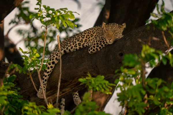 Leopard Ligger Sovende Gren Blandt Blade - Stock-foto