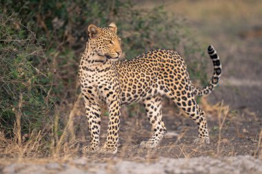 Leopar yapraklı çalıların yanında duruyor.