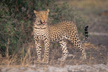 Leopar yapraklı çalıların yanında durup ağzını açar.