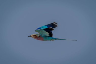 Leylak göğüslü patenler mavi gökyüzünde uçar gider