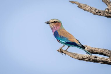 Eflatun göğüslü patenci kameraya bakıyor.