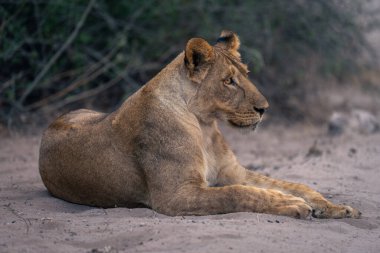 Dişi aslan kumlu zeminde yatıyor, sağa bakıyor.