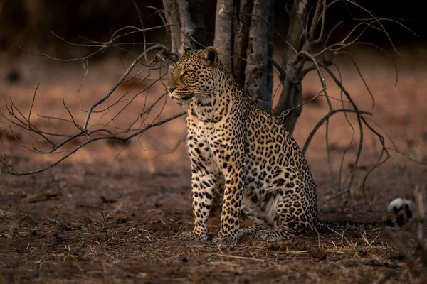 Leopardo Siede Vicino Albero Morto Guardando Sinistra — Foto Stock