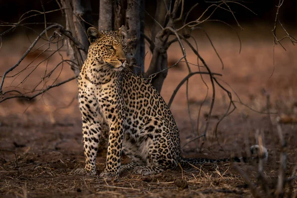 Leopardo Siede Vicino Albero Morto Guardando Destra — Foto Stock