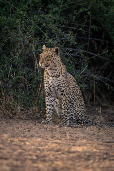 Леопард Сидит Листового Куста Смотрит Налево — стоковое фото