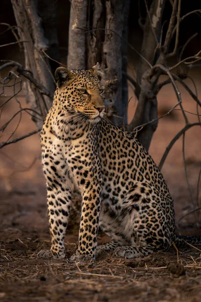 Leopardo Senta Por Árvore Morta Virando Cabeça — Fotografia de Stock