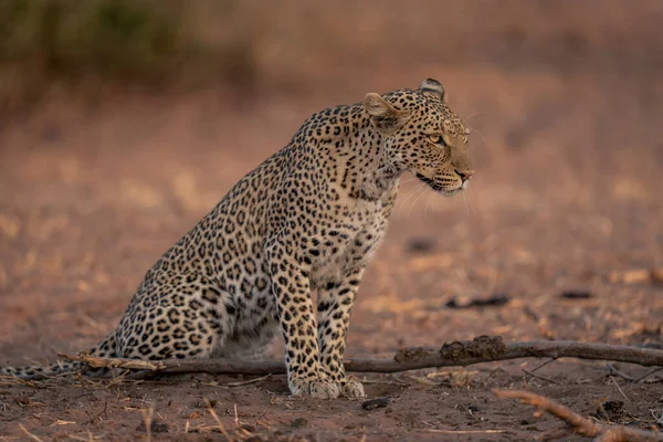 Leopardo Senta Terra Arenosa Por Ramo — Fotografia de Stock