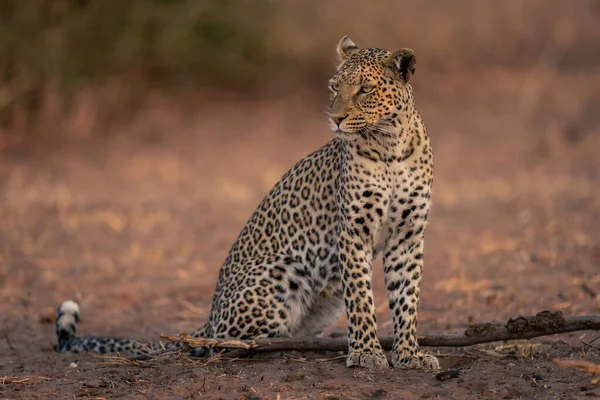 Leopardo Siede Terreno Sabbioso Fissando Sinistra — Foto Stock