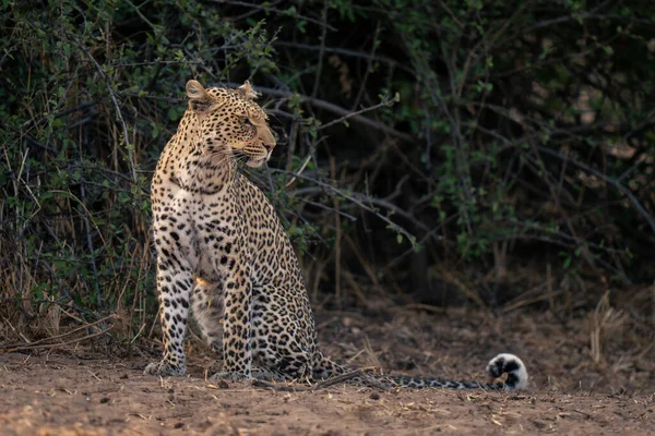 Leopardo Siede Terreno Sabbioso Fissando Destra — Foto Stock