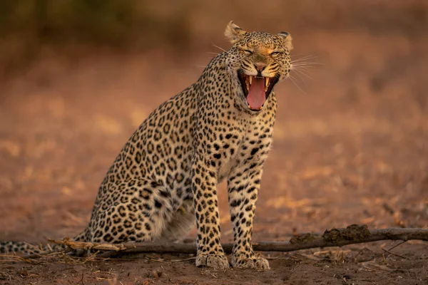Leopardo Siede Sbadigliando Sulla Sabbia Log — Foto Stock