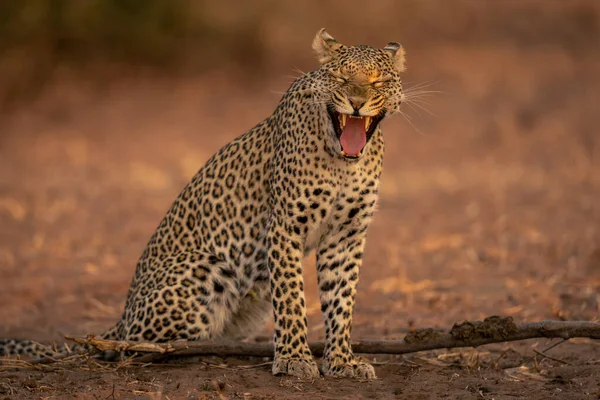 Leopardo Senta Bocejo Areia Fechando Olhos — Fotografia de Stock