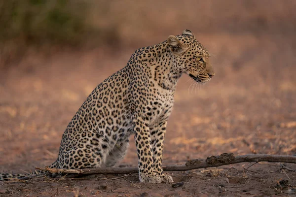 Leopardo Sienta Suelo Arenoso Cerca Rama — Foto de Stock