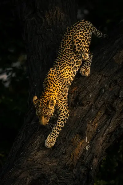 Leopard Walks Forked Tree Shade — Stock Photo, Image