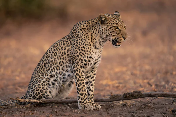 Леопард Сидит Песчаной Земле Открывая Рот — стоковое фото