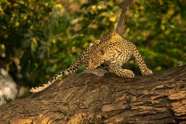 Leopard Dreht Sich Und Klettert Dicken Ast Hinunter — Stockfoto