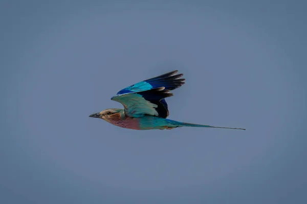 Fliederroller Fliegt Bei Blauem Himmel Vorbei — Stockfoto