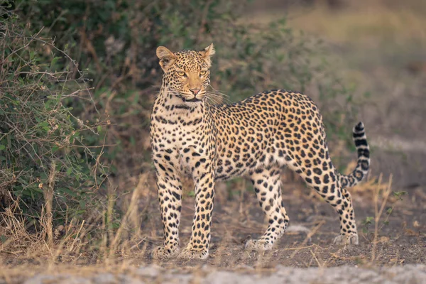Leopardo Fica Perto Arbusto Folhoso Virando Cabeça — Fotografia de Stock