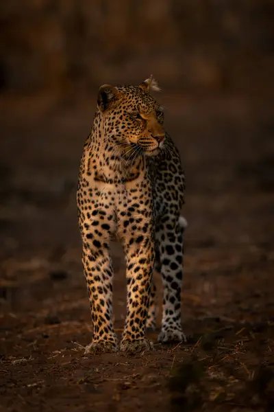 Leopard Stands Sandy Ground Looking Right — Stock Photo, Image