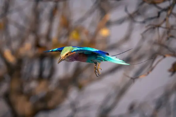 Lilac Breasted Roller Glides Tree Branches — Stock Photo, Image