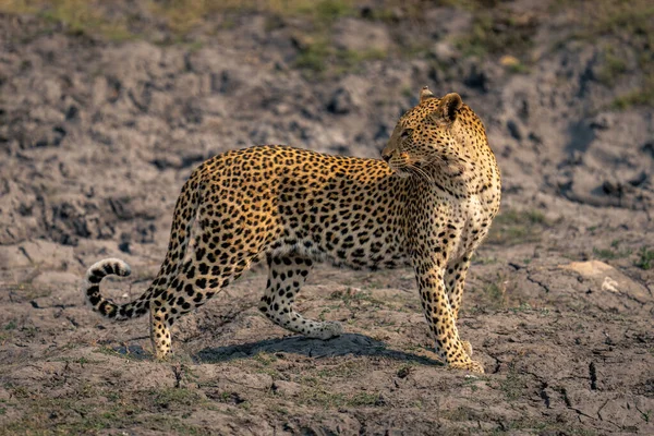 Leopard Stojí Suchém Korytě Řeky Ohlíží — Stock fotografie