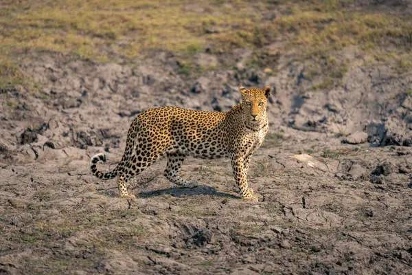 Leopard Stands Dry Riverbed Watching Camera — Stock Photo, Image