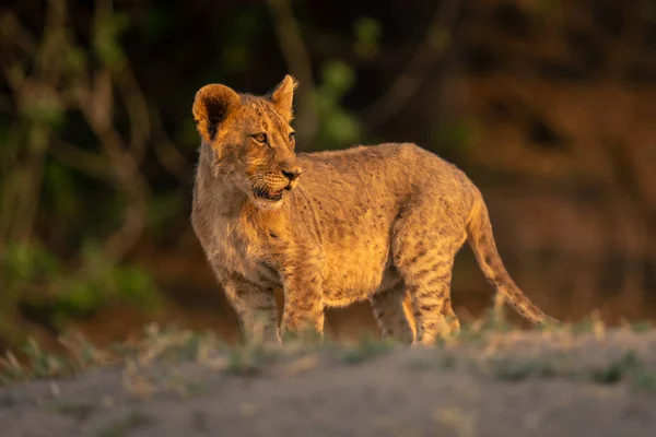 Löwenjunges Steht Kopf Mit Schlaglicht — Stockfoto