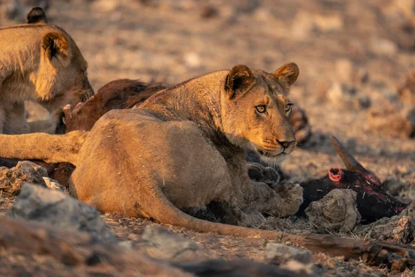 Lioness Lies Another Eating Buffalo Carcase — Stock Photo, Image
