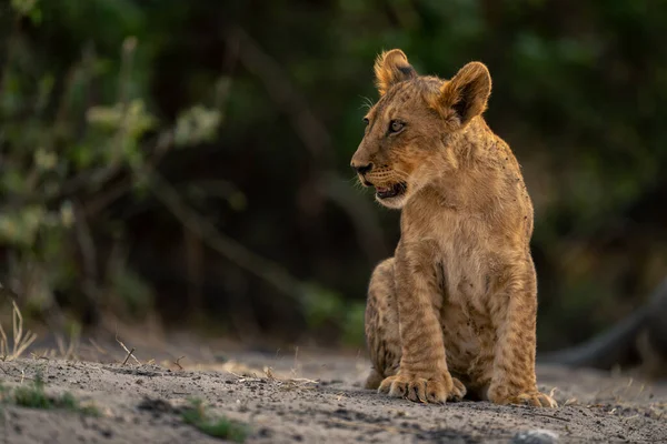 Löwenjunges Sitzt Kopfüber Auf Sand — Stockfoto