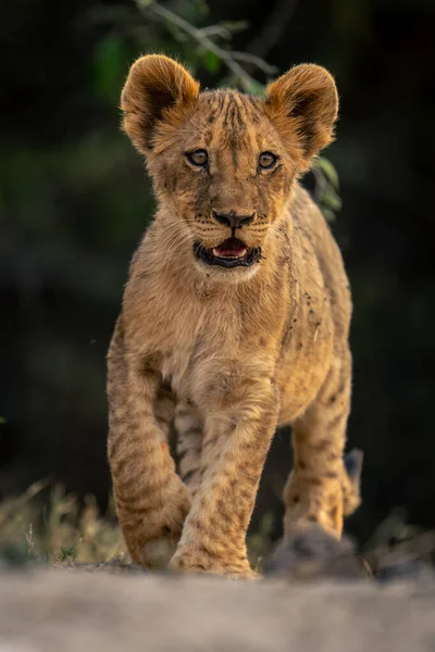 Lion Ourson Marche Sur Sable Vers Caméra — Photo