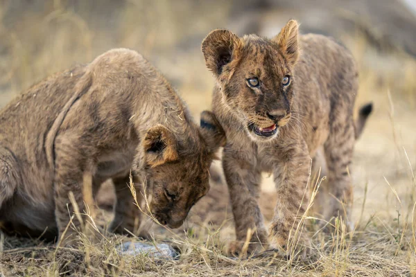 Lwie Młode Stoi Obok Siebie Trawie — Zdjęcie stockowe