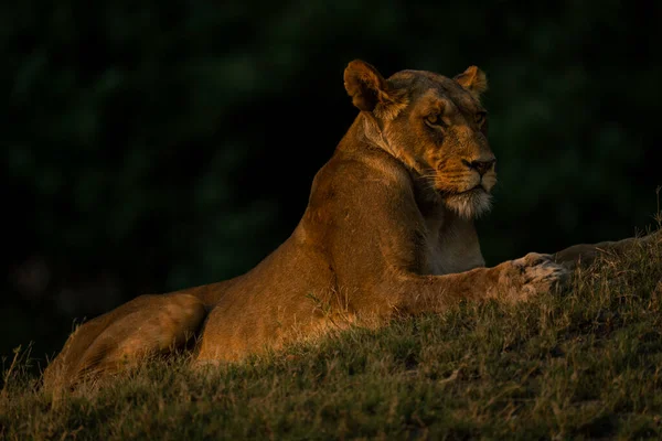 Lioness Lies Grassy Bank Woods — Stock Photo, Image