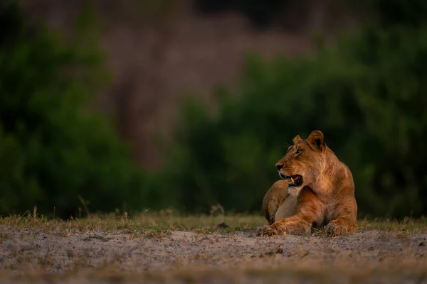 狮子躺在树旁的沙地上 — 图库照片