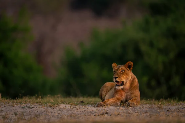 Löwin Liegt Auf Sandigem Boden Und Öffnet Maul — Stockfoto